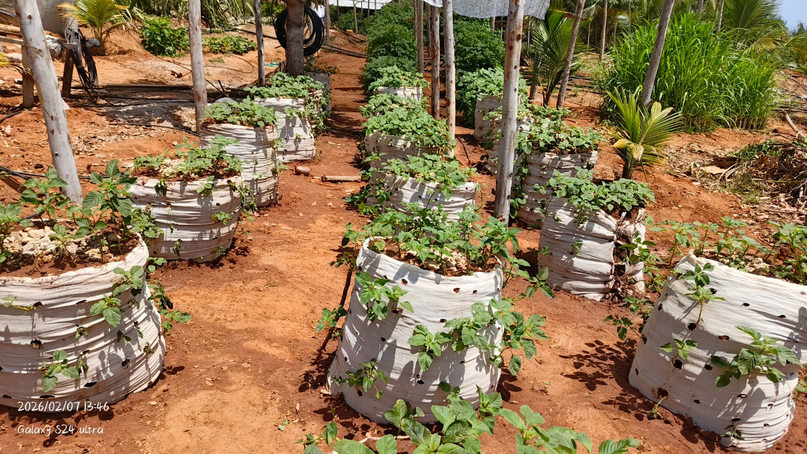 Grow bag vegetables
